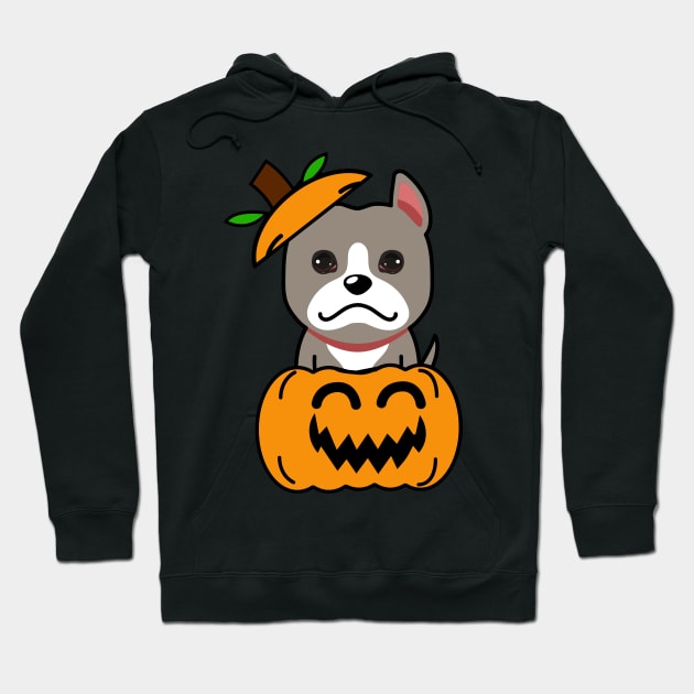 Funny grey dog is in a pumpkin Hoodie by Pet Station